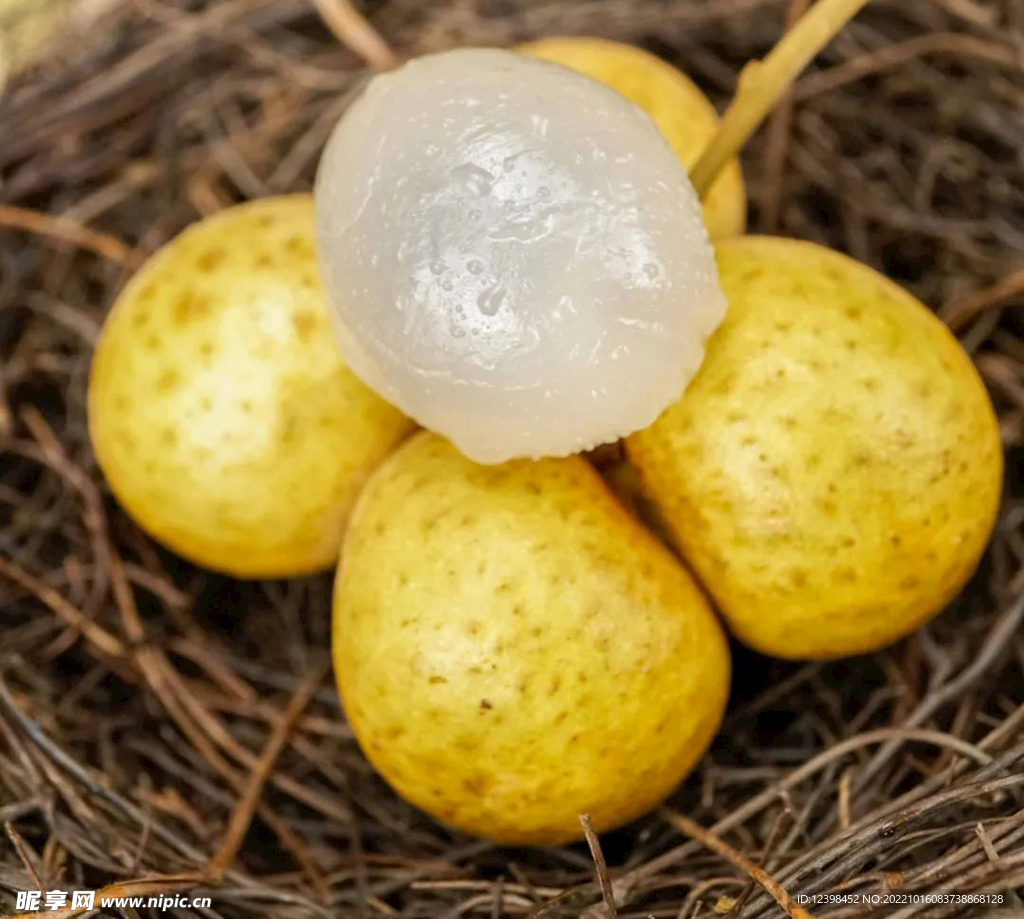 桂圆