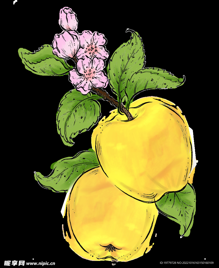 金苹果 黄苹果 苹果插画 