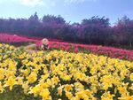多彩花卉公园
