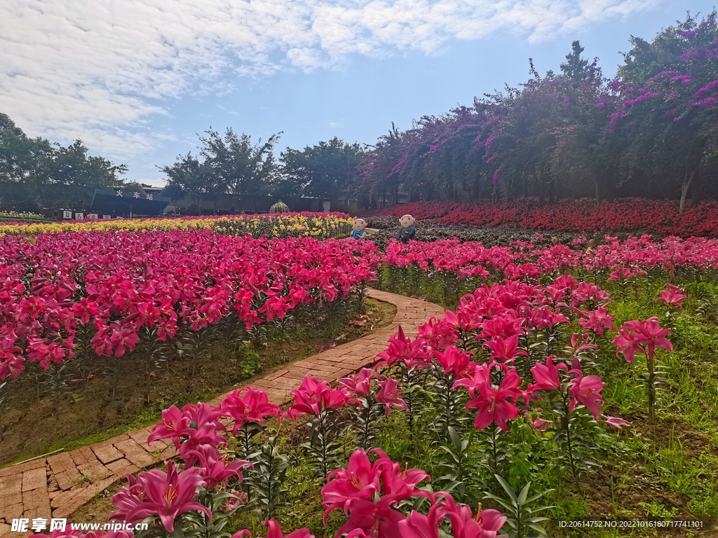 美丽的花卉公园