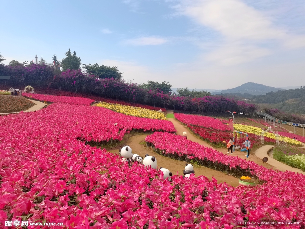 美丽的花卉公园