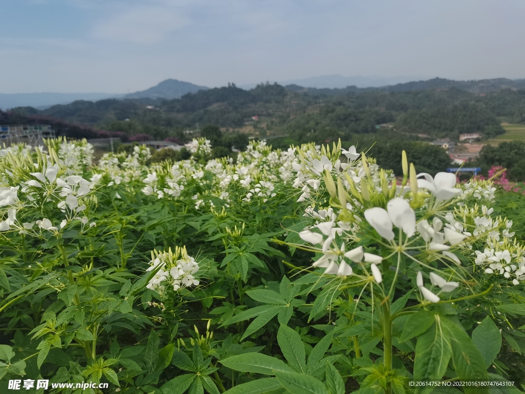 美丽的蝶恋花