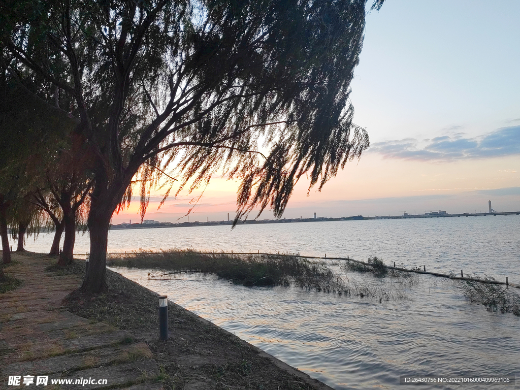 黄昏夕阳湖边柳树