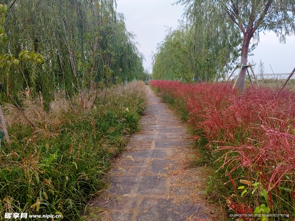 红色柳枝稷芭芒健身步道