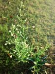 小蓬草