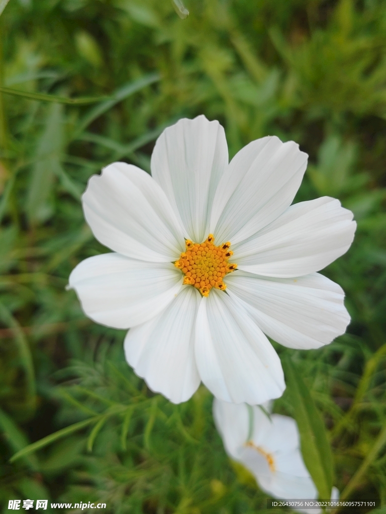 格桑花秋英