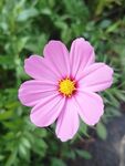 格桑花