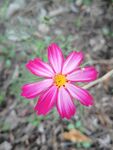 格桑花