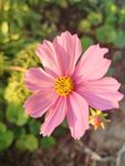 格桑花