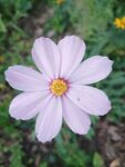秋英格桑花