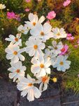 秋英格桑花
