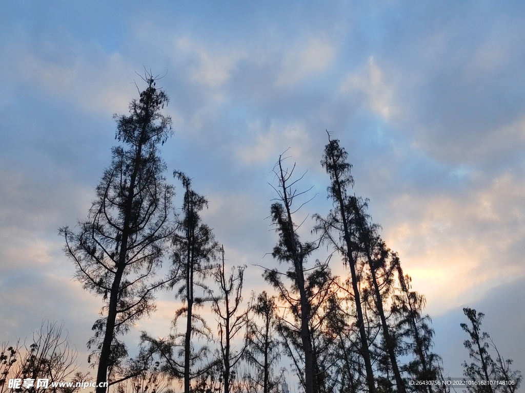 夕阳下树木剪影