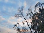 黄昏里树木剪影
