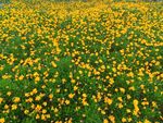 黄金菊花丛