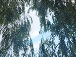 柳树叶子