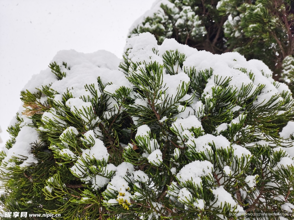 雪压树枝