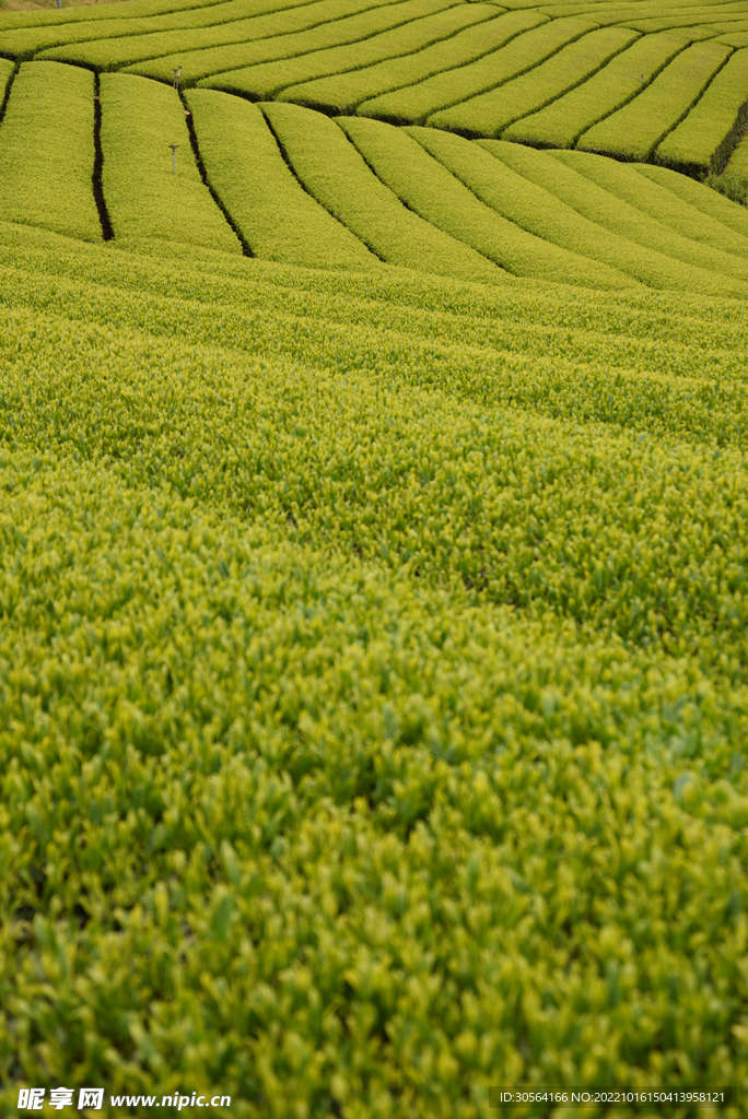 茶叶种植