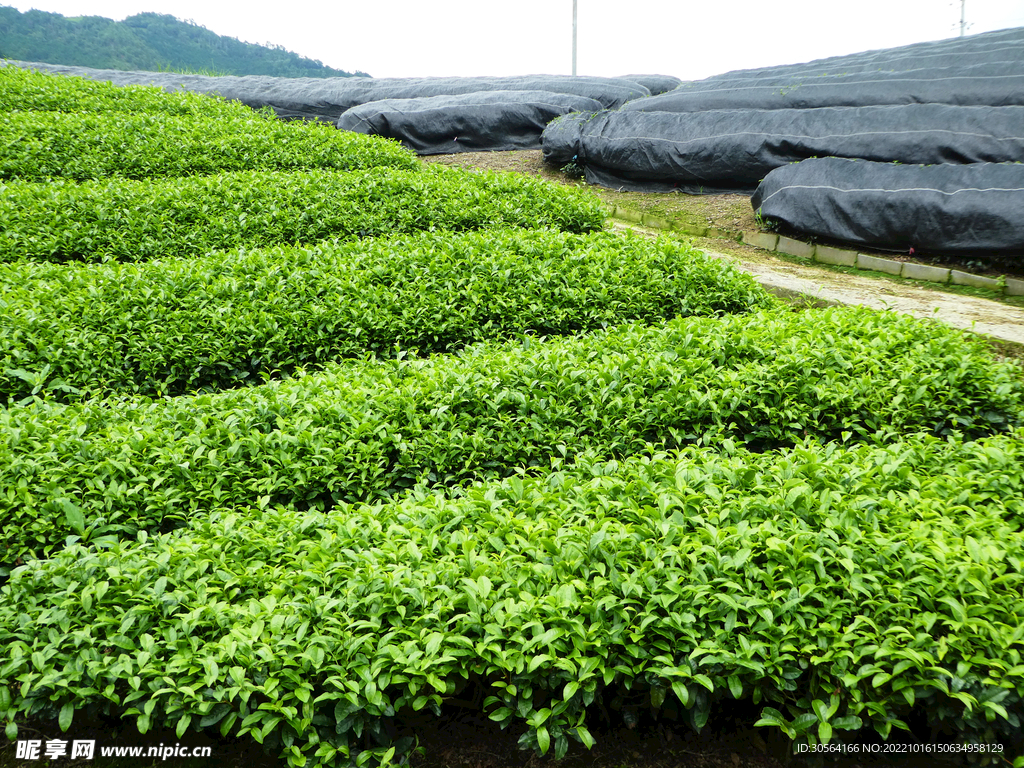 茶园种植