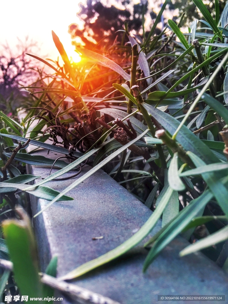 夏季树叶台阶