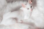 白色猫咪