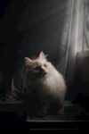 宠物猫
