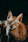 橘猫