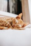 橘猫