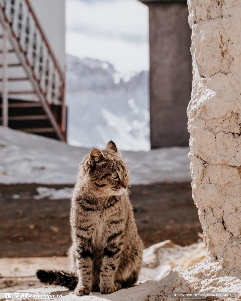 狸花猫