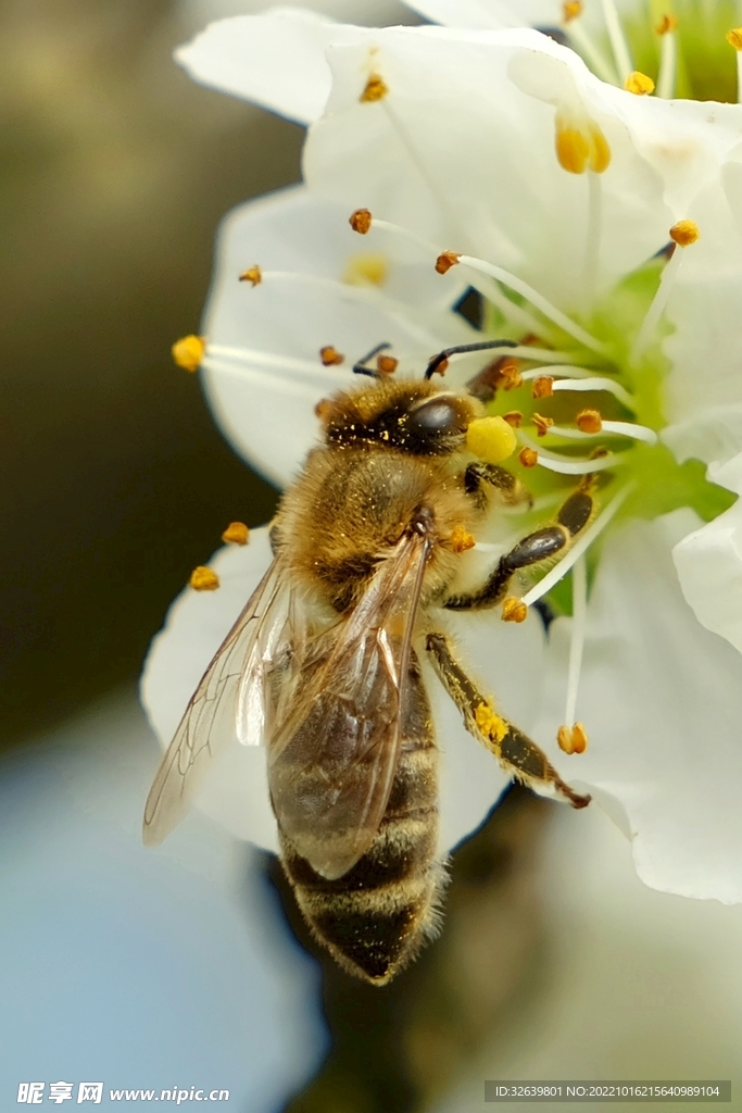 蜜蜂