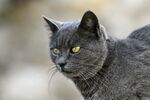 蓝猫
