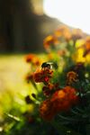 蜜蜂 