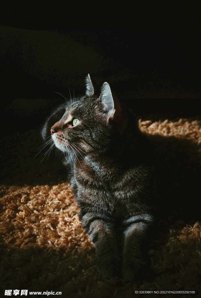 狸花猫