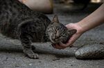 狸花猫