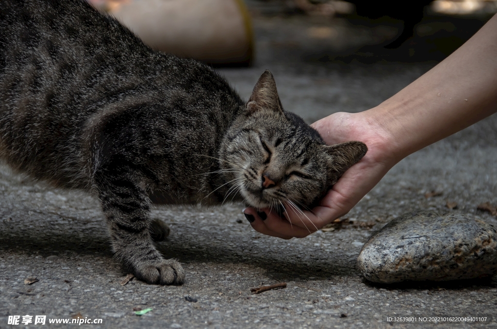 狸花猫