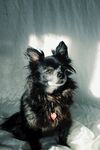 长毛吉娃娃犬