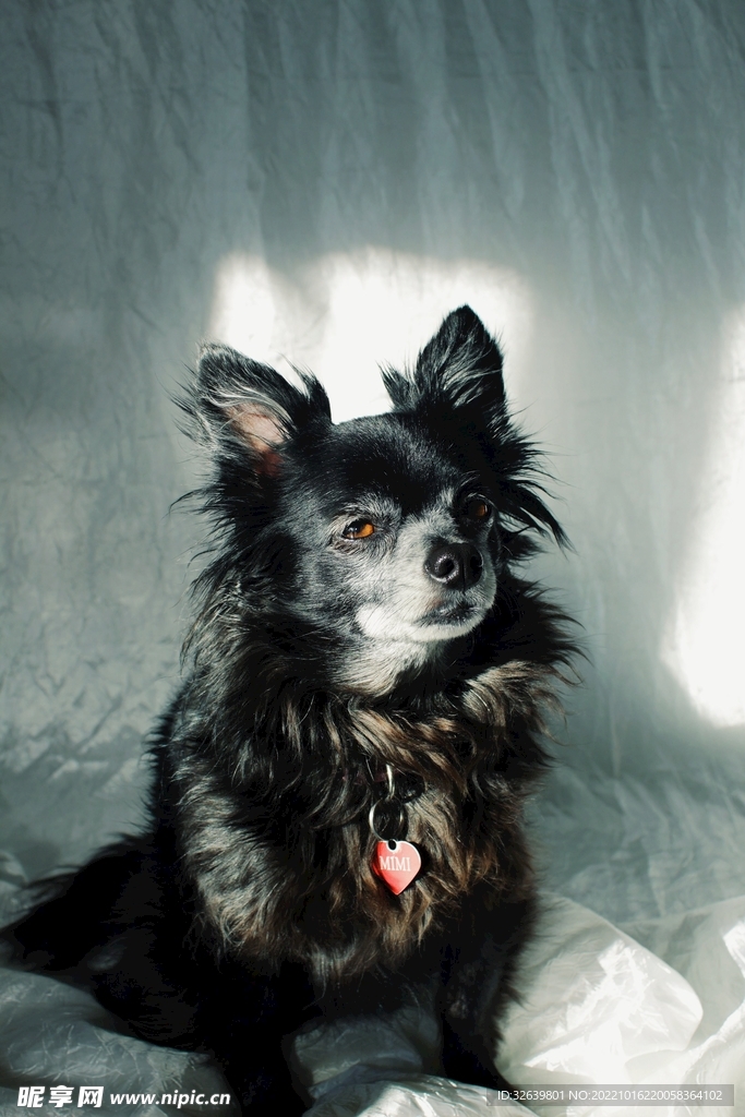 长毛吉娃娃犬