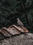 珠颈斑鸠