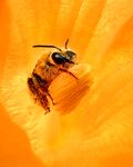 蜜蜂