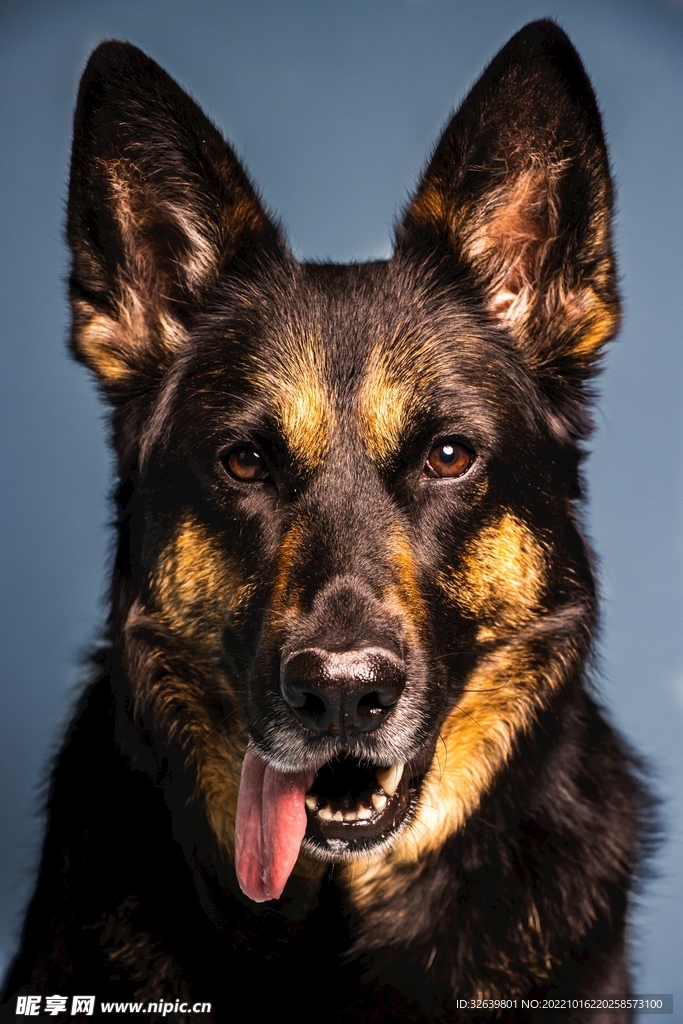 牧羊犬