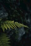绿叶背景摄影