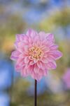 粉色小花