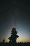 星空下的树