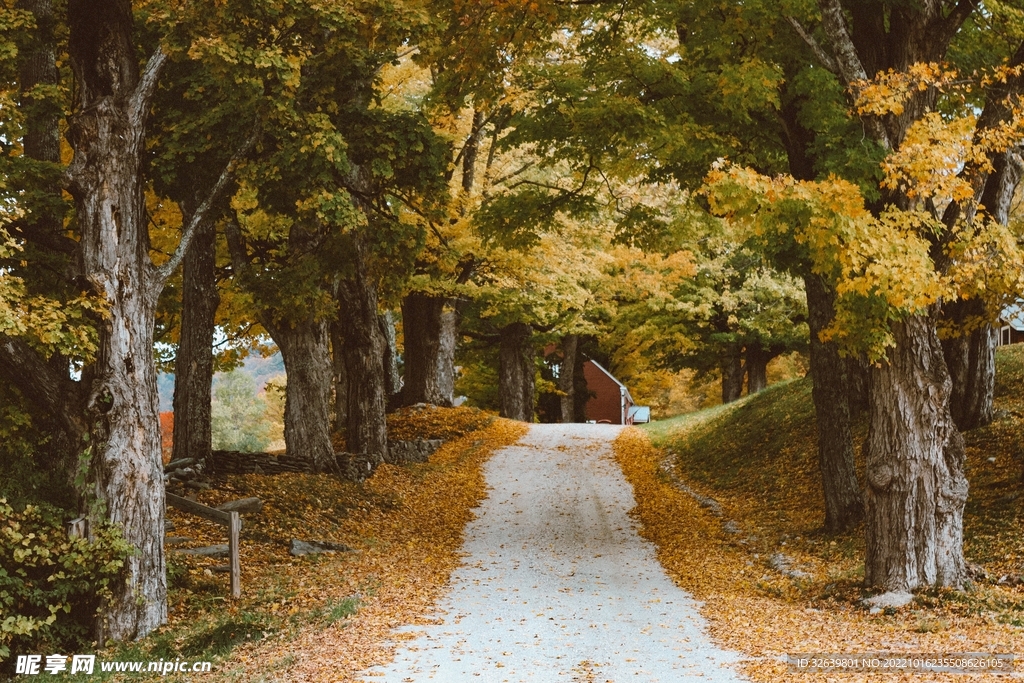 秋天小路