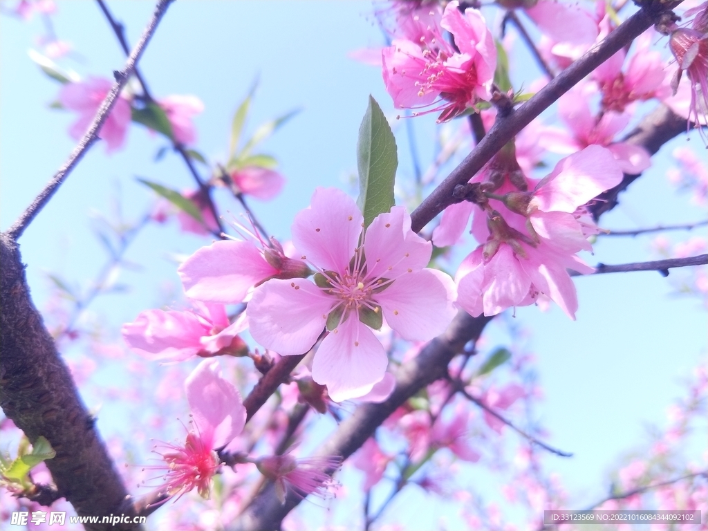 桃花