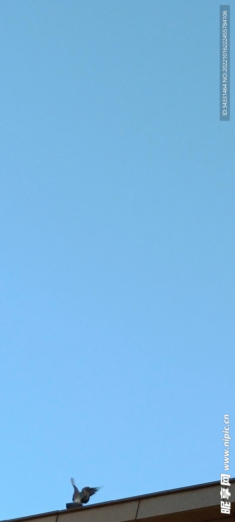 自由飞翔