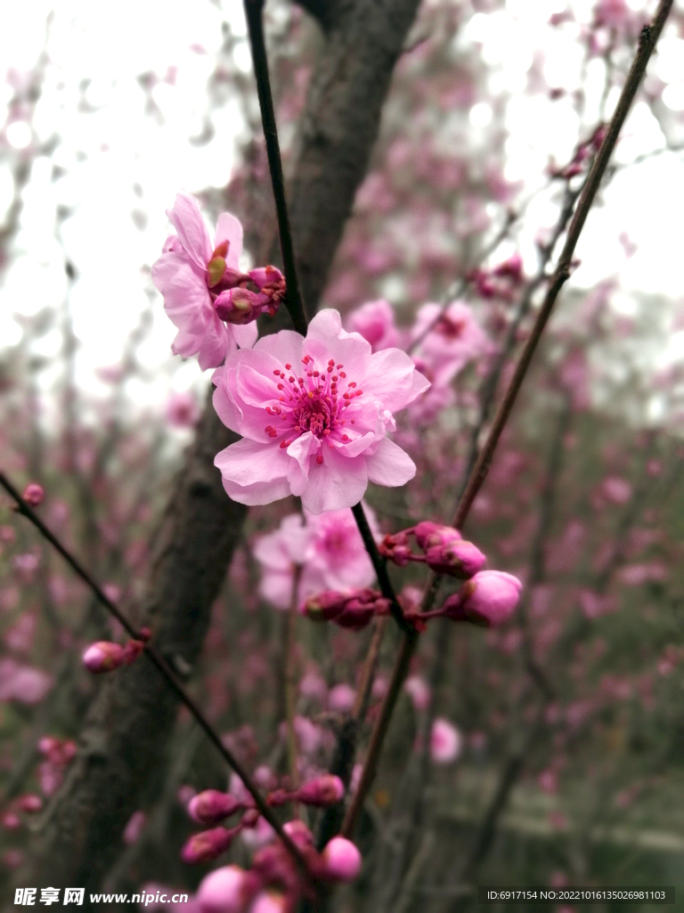腊梅 花朵