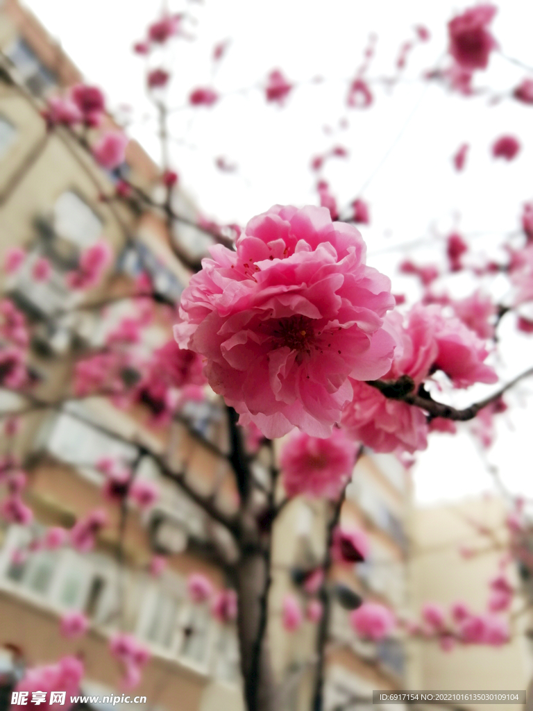 腊梅 花朵