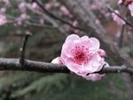 腊梅
