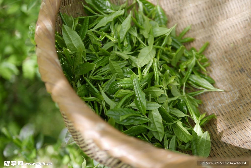 制茶