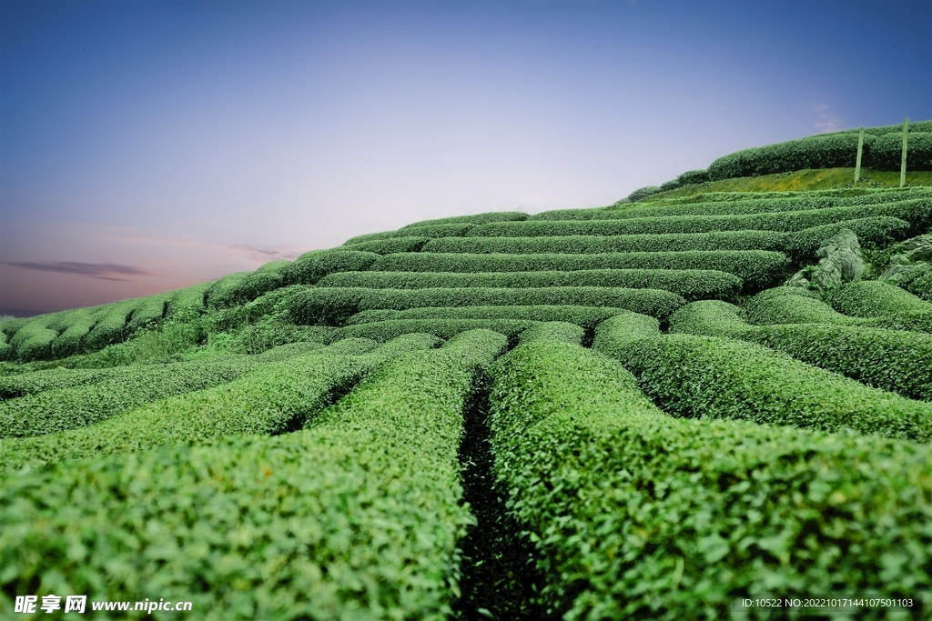 茶田